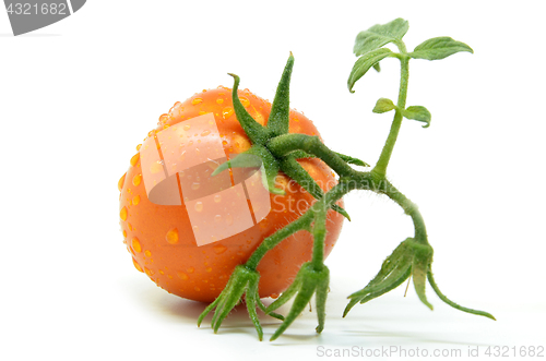 Image of Fresh tomato with water drops 