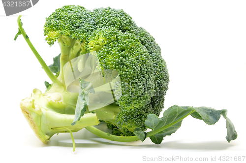 Image of Fresh broccoli isolated on white background