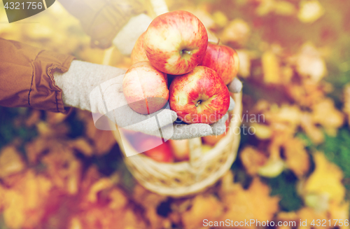 Image of woman with basket of apples at autumn garden