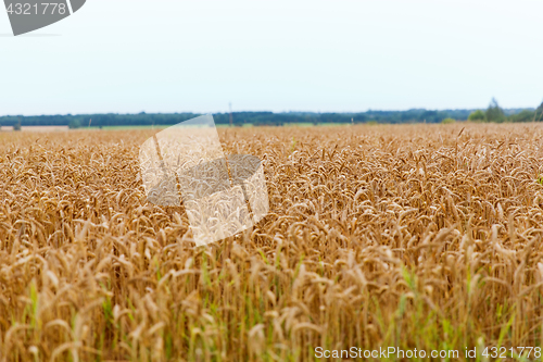 Image of cereal field with spikelets of ripe rye or wheat