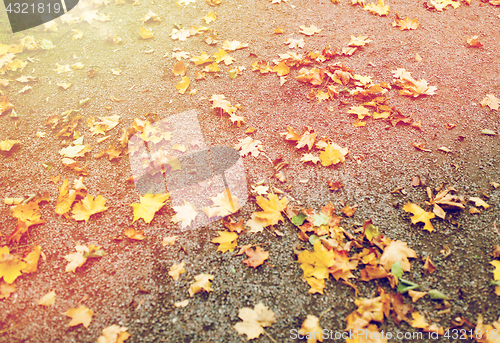 Image of fallen autumn maple leaves on ground