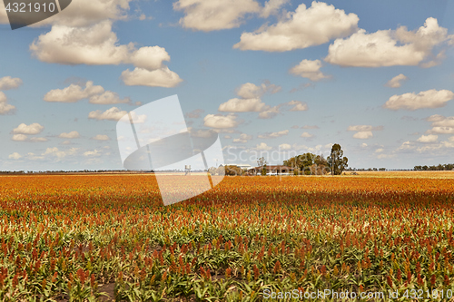 Image of Fields of Australian agricultural landscape