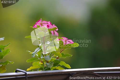 Image of Small flower closeup