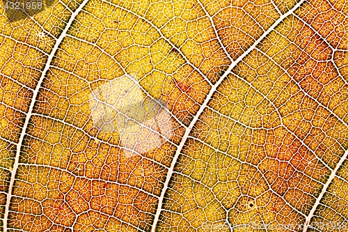 Image of Autumn leaf texture