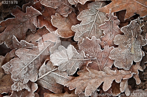 Image of Fallen frosty leaves