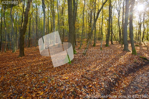 Image of Autumn forest sunshine