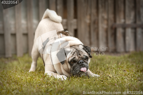 Image of Portrait of a Pug dog outdoors