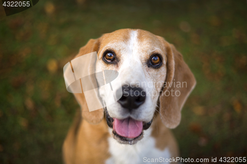 Image of Portrait of a Beagle dog