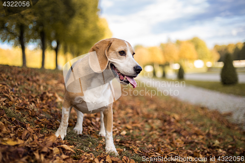 Image of Portrait of a Beagle dog