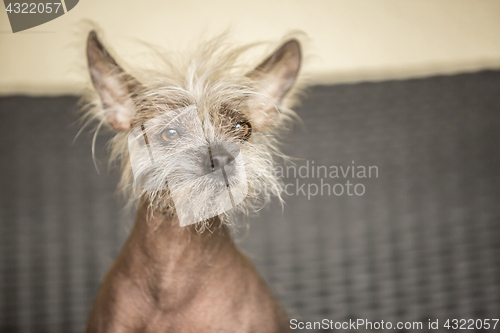 Image of Portrait of a Chinese hairless dog