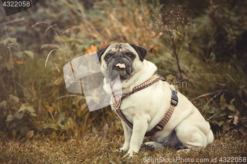 Image of Portrait of a Pug dog outdoors