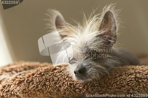 Image of Portrait of a Chinese hairless dog