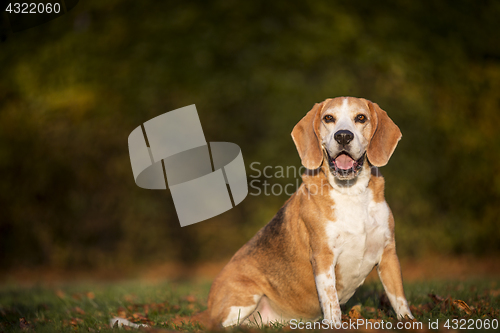 Image of Portrait of a Beagle dog