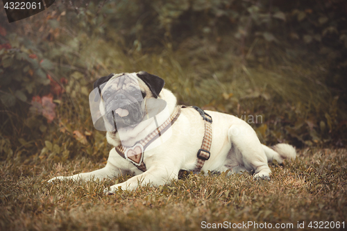 Image of Portrait of a Pug dog outdoors