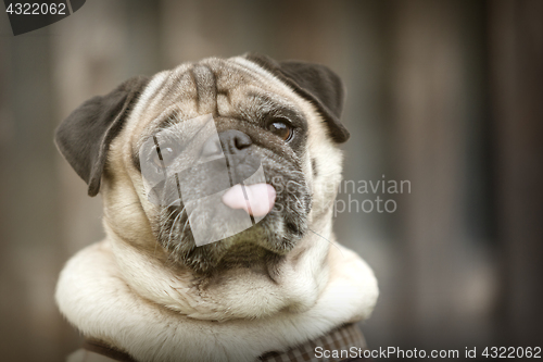 Image of Portrait of a Pug dog outdoors