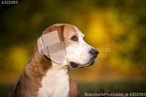 Image of Portrait of a Beagle dog