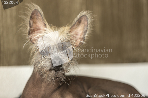 Image of Portrait of a Chinese hairless dog