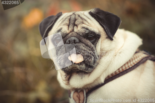 Image of Portrait of a Pug dog outdoors