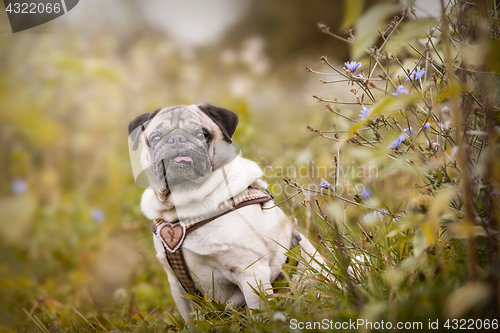 Image of Portrait of a Pug dog outdoors