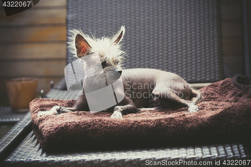 Image of Portrait of a Chinese hairless dog