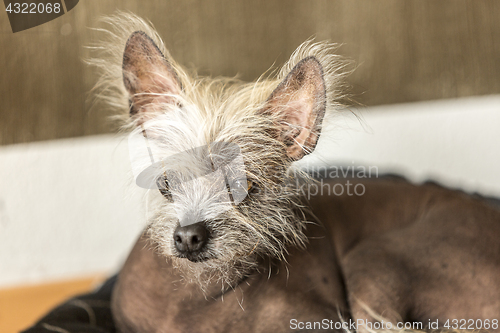 Image of Portrait of a Chinese hairless dog