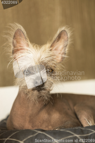 Image of Portrait of a Chinese hairless dog