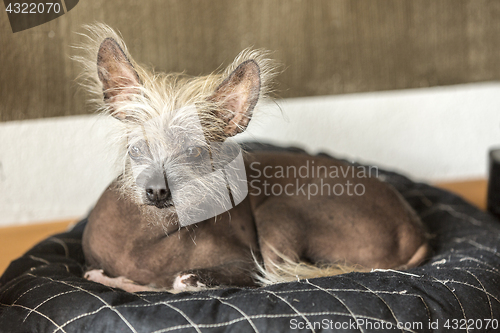 Image of Portrait of a Chinese hairless dog