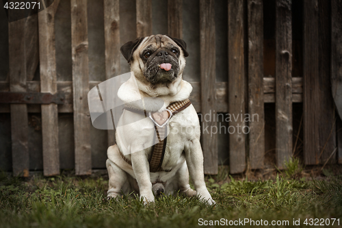 Image of Portrait of a Pug dog outdoors