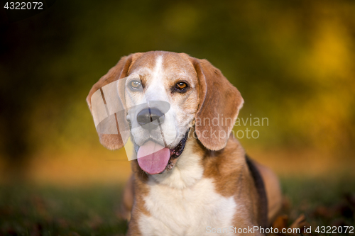 Image of Portrait of a Beagle dog