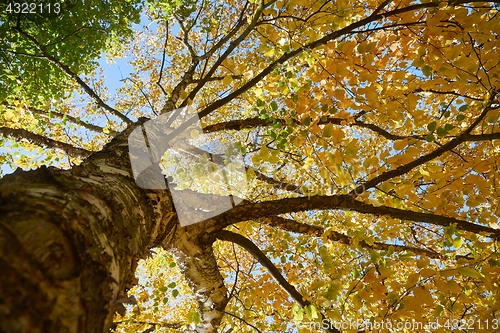 Image of Autumn tree branches