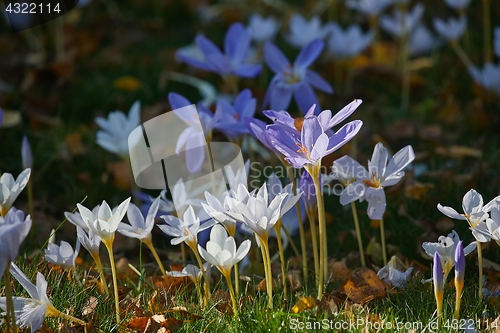 Image of Flowers in breeze