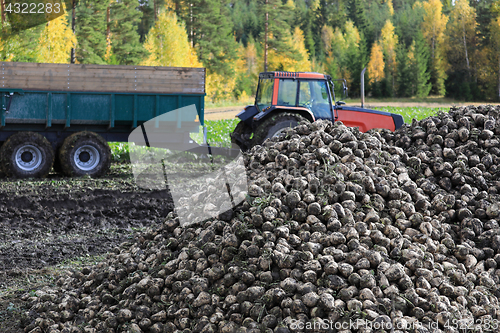 Image of Harvesting Sugar Beet