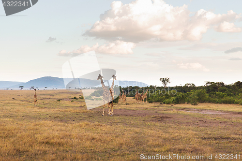 Image of group of giraffes in savannah at africa