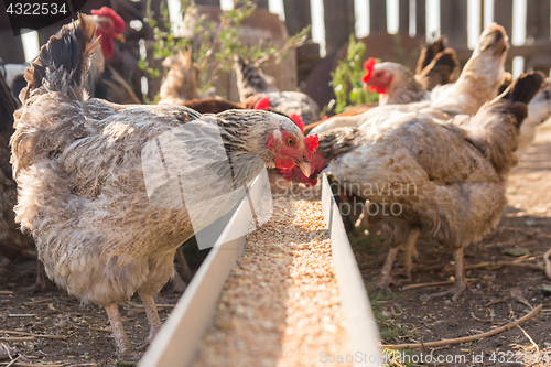 Image of Domestic chickens in the aviary need food from the tray