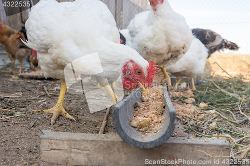 Image of Chicken bites food from a homemade tray on the farm