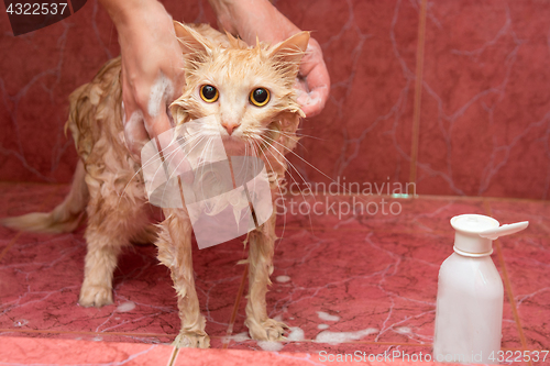 Image of Homemade cat bathing in the bathroom