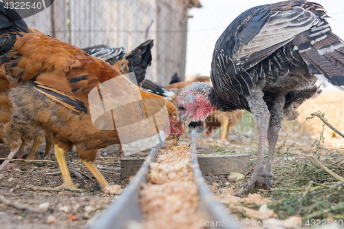 Image of Turkeys and chicken eat food from the tray