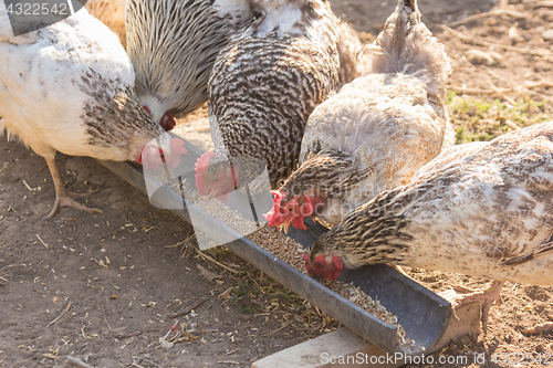 Image of Homemade chicken broiler eat food