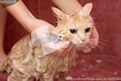 Image of Female hands soap the shampoo home cat