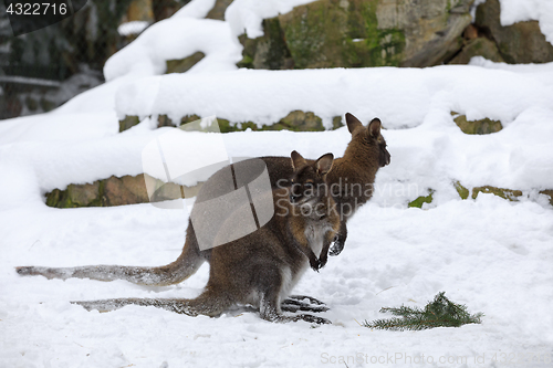 Image of Red-necked Wallaby in snowy winter