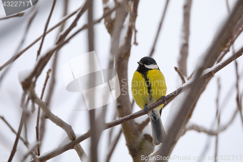 Image of beautiful small bird great tit in winter