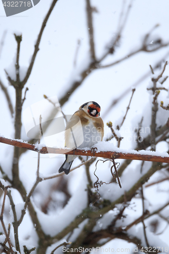 Image of small bird European goldfinch in winter