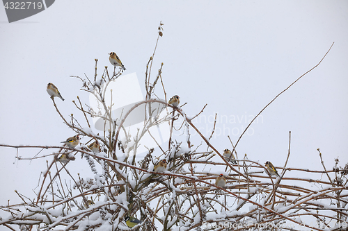 Image of flock of small bird European goldfinch in winter