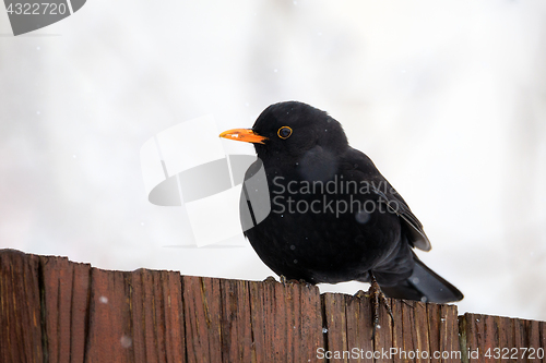 Image of male of Common blackbird bird