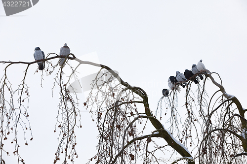 Image of pigeons sitting on the branch in winter