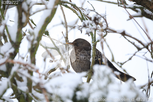 Image of female of Common blackbird bird