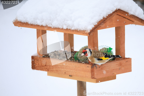 Image of European goldfinch in simple bird feeder