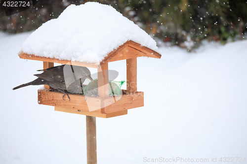 Image of Common blackbird blackbird in simple bird feeder