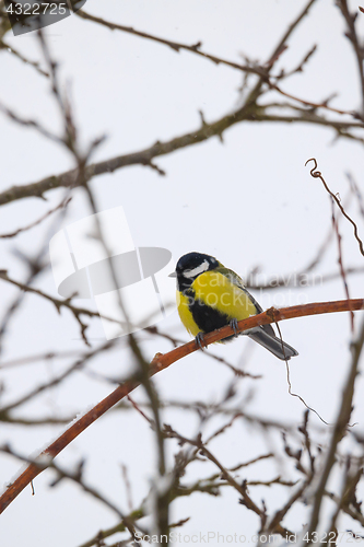 Image of beautiful small bird great tit in winter