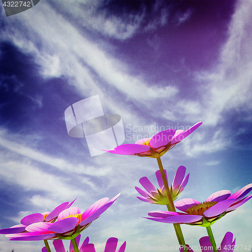 Image of Beautiful Cosmos Flower against the sky. 3D illustration.. Vinta